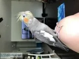 LOST Gray Cockatiel  REWARD (Bird)