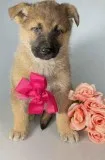 Chloe Female German Shepherd