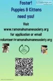 Foster for feline family