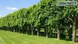 Consult the Professional Tree Surgeons in Guildford