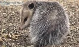 A possum in the roof