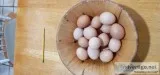 Eggs for sale