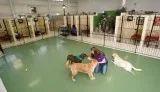 Professional Dog Walking and Boarding Company in Puyallup