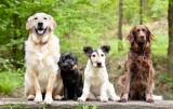 Best Dog Daycare services in Spanaway