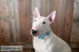 All White Bull Terrier
