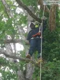 tree limbs remover.