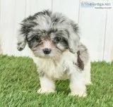 Lucy Female Cavapoo