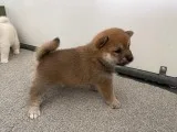 Jaz Female AKC Shiba Inu