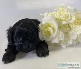 Tina Female Shihpoo