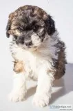 Sweetie Female Mini Aussiepoo
