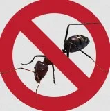 Cockroach Control Sydney
