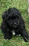 Jade Female Mini Poodle