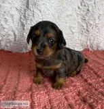 Gretal Female Mini Dachshund