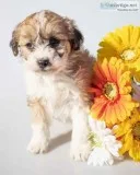 Fancy Female Mini Aussiepoo