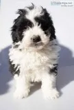 Paul Male Mini Aussiepoo