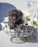 Ava Female Mini Aussiepoo