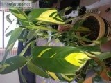 Beautiful house plants for sale