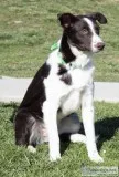 Rover Male Border Collie