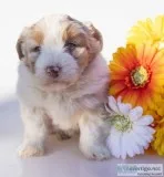 Miley Female Australian Shepherd