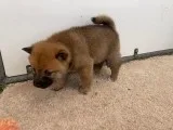 Tilly Female AKC Shiba Inu