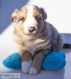 Tyler Male Australian Shepherd