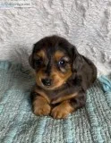 Leonardo Male Mini Dachshund