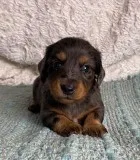 Hantzel Male Mini Dachshund