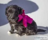 Elma Female Mini Aussiepoo