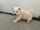 Misty Female AKC Shiba Inu