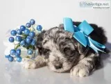 Bryan Male Mini Aussiepoo