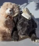 Addy Female Mini Aussiepoo