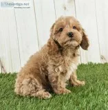 Mary Female Cockapoo