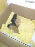 Kittens for free