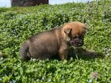 Duke Male AKC Shiba Inu