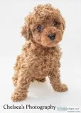 Mikey Male Cavapoo