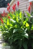 BULBS Holland America GIANT Heirloom CANNA  Robert Kemp 2 EYE Bu