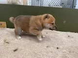 Sally Female AKC Shiba Inu