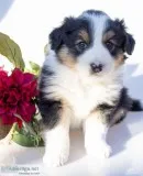 Lucy Female Australian Shepherd
