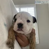English bulldog