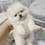 Purebred Pomeranian Puppies available