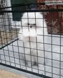 Pomeranian Puppies Available Free
