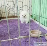 Adorable Princess Ice White Pomeranian Available