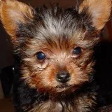 Tea Cup Yorkie puppies