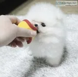 Breath Taking Pomeranian Puppy
