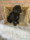 Kaia Female Poodle Mix