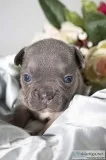 Beth AKC Female French Bulldog