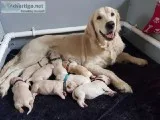YELLOW LAB PUPPIES AVAILABLE