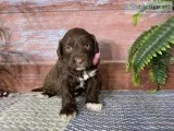 Nala Female Portuguese Water dog