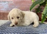 Moana Female Labradoodle