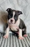 Baloo Male AKC Boston Terrier